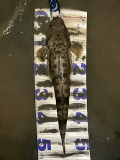 マゴチの釣果