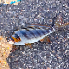 タカノハダイの釣果