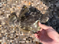 カワハギの釣果
