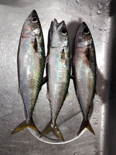 マサバの釣果