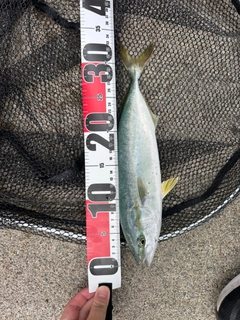 フクラギの釣果