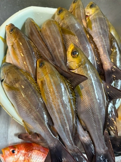イサキの釣果