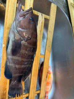 マハタの釣果