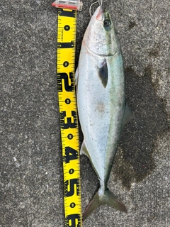 ワラサの釣果