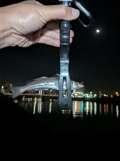 シロギスの釣果