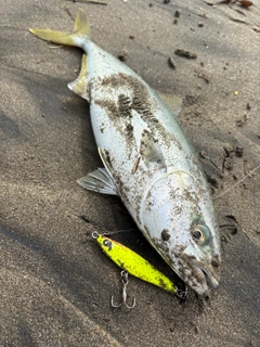 イナダの釣果