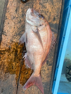 マダイの釣果
