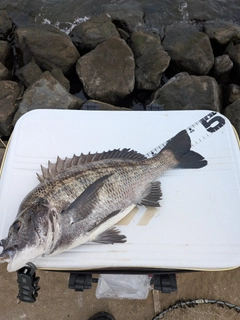 チヌの釣果