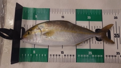 ショゴの釣果