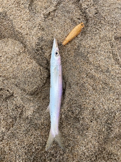 カマスの釣果
