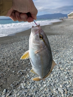 ショゴの釣果