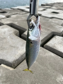 サバの釣果
