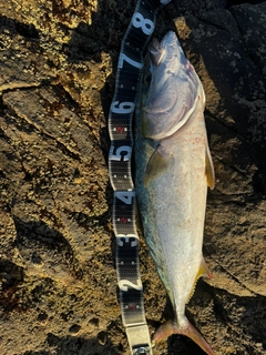 ワラサの釣果