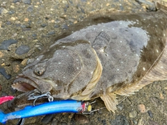 ヒラメの釣果