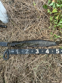 マナマズの釣果