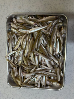 ワカサギの釣果