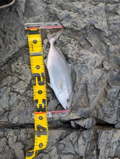 ショゴの釣果