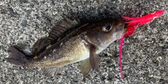 ガヤの釣果