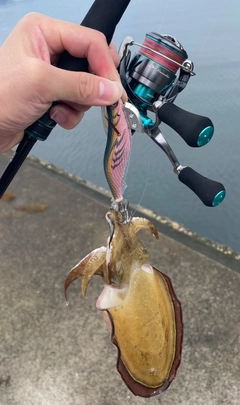 コウイカの釣果