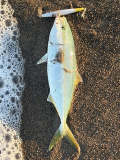 ワカシの釣果