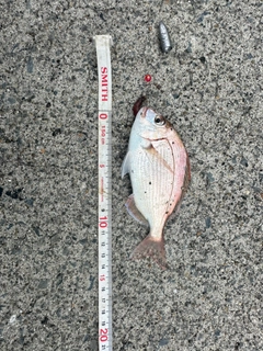 チャリコの釣果