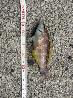 ベラの釣果