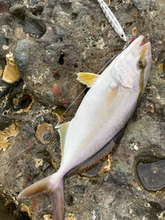 ショゴの釣果