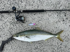 ハマチの釣果