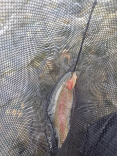 ニジマスの釣果