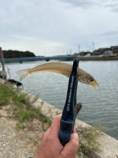 キスの釣果