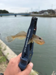 ハゼの釣果
