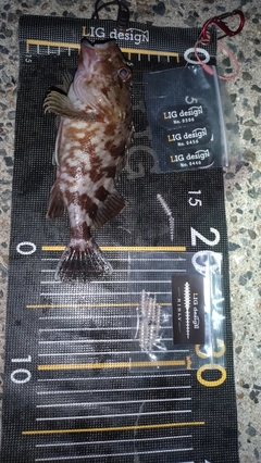 カサゴの釣果