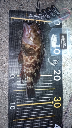 カサゴの釣果