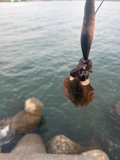 コウイカの釣果