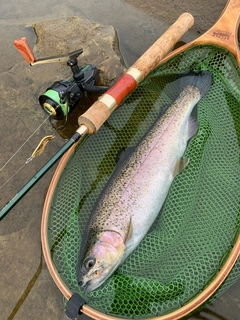 ニジマスの釣果