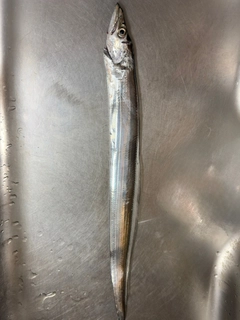 タチウオの釣果