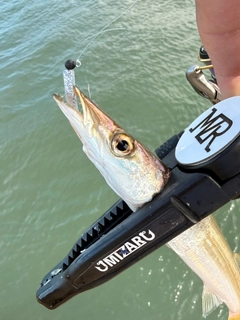 カマスの釣果