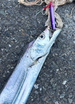 タチウオの釣果