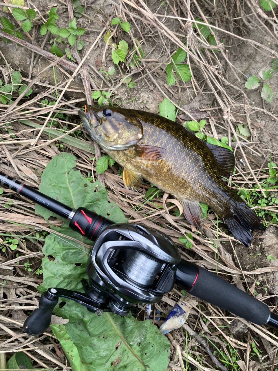 SHIMANO 20ゾディアス 166ML-2の最安値・インプレ・釣果 | 本音の