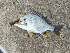 キビレの釣果