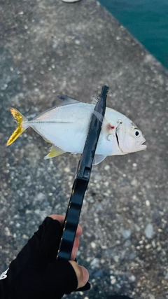 メッキの釣果