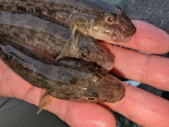 マハゼの釣果