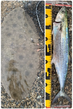 ツバクロエイの釣果
