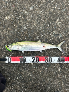 サゴシの釣果