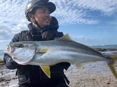 ヒラマサの釣果