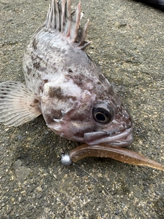 クロソイの釣果