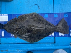ヒラメの釣果