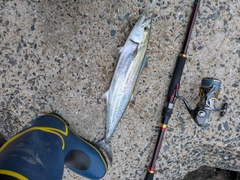 サゴシの釣果