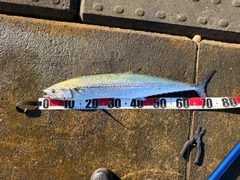 サワラの釣果