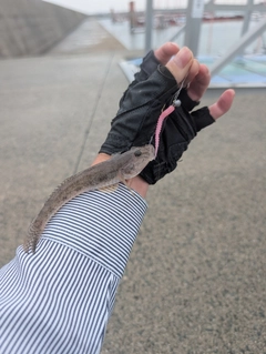 ハゼの釣果